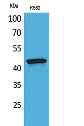 P2X3 Polyclonal Antibody