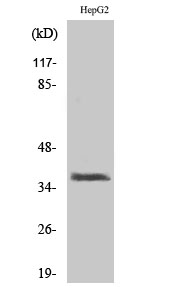 XRCC3 Polyclonal Antibody