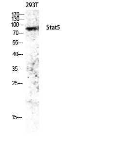 Stat5 Polyclonal Antibody