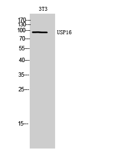 USP16 Polyclonal Antibody