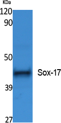 Sox-17 Polyclonal Antibody