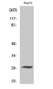 Scn4b Polyclonal Antibody