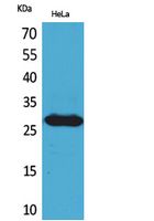 SNRPN Polyclonal Antibody