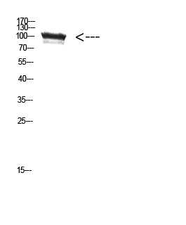 TRPV4 Polyclonal Antibody