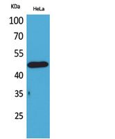 D3DR Polyclonal Antibody