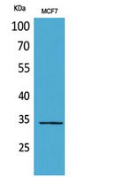 MAPK Organizer 1 Polyclonal Antibody