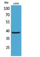 EKLF Polyclonal Antibody