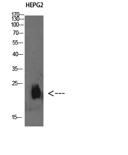 Plasminogen receptor Polyclonal Antibody