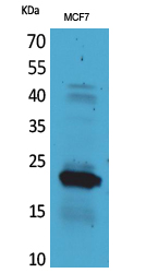 IL-28 Polyclonal Antibody