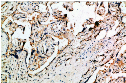 DDT Polyclonal Antibody