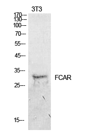 CD89 Polyclonal Antibody