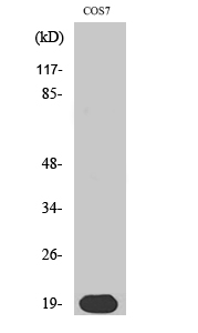 Skp1 p19 Polyclonal Antibody