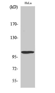 UBE1L Polyclonal Antibody