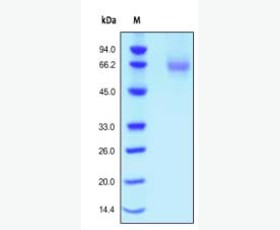 Recombinant Mouse IAP/OA3/CD47