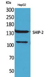 SHIP-2 Polyclonal Antibody