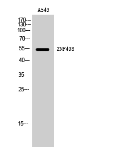 ZNF498 Polyclonal Antibody