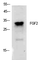 FGF-2 Polyclonal Antibody