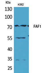 FAF1 Polyclonal Antibody