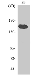 TAB182 Polyclonal Antibody