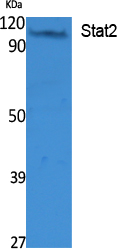 Stat2 Polyclonal Antibody