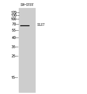 SLU7 Polyclonal Antibody