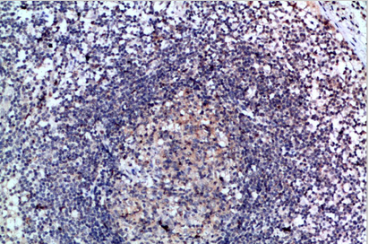 6CKine Polyclonal Antibody