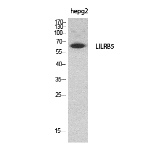 CD85c Polyclonal Antibody