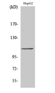 TFIIIC110 Polyclonal Antibody