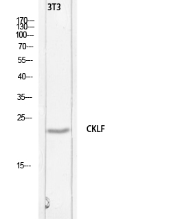 C32 Polyclonal Antibody