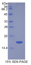 Recombinant Transforming Growth Factor Beta 3 (TGFb3)