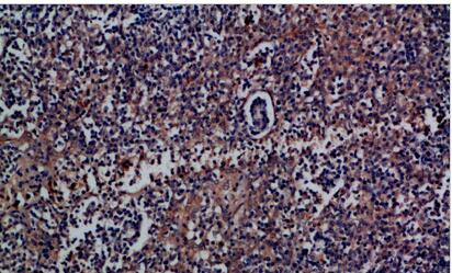 CD300a Polyclonal Antibody