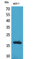 Histone H3 Polyclonal Antibody