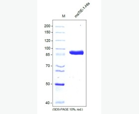 Recombinant Mouse 4-1BB/TNFRSF9/CD137