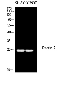 Dectin-2 Polyclonal Antibody