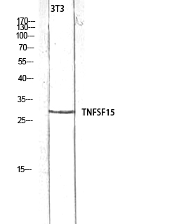 VEGI Polyclonal Antibody