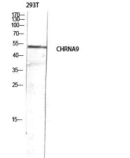 AChRα9 Polyclonal Antibody