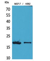 Histone H3 Polyclonal Antibody