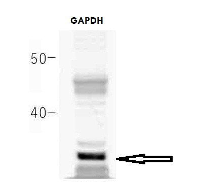 GAPDH antibody - middle region