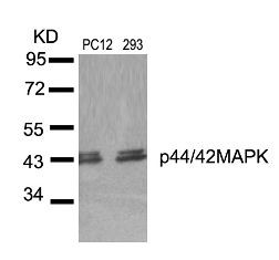 p44 / 42 MAP Kinase Antibody
