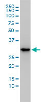 MASA Antibody (monoclonal) (M01)