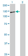 NID1 Antibody (monoclonal) (M01)