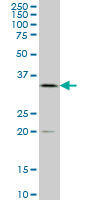 NFYA Antibody (monoclonal) (M01A)