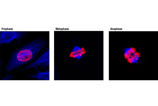 Anti-rabbit IgG (H+L), F(ab') 2 Fragment (Alexa Fluor ® 647 Conjugate)