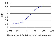 MFNG Antibody (monoclonal) (M07)