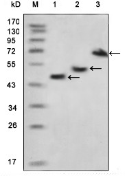 MBP Antibody