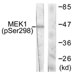 MEK1 (Phospho-Ser298) antibody