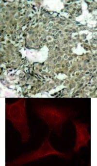 MEK1 (phospho Ser221) Antibody