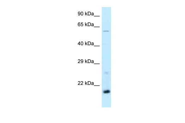 Dr1 antibody - middle region