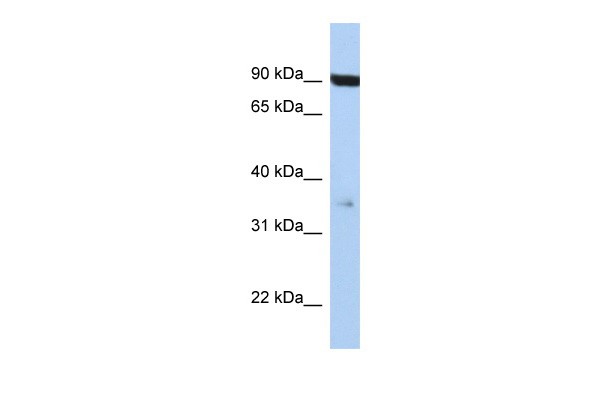 FAS antibody - middle region