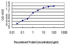 NFYB Antibody (monoclonal) (M03)